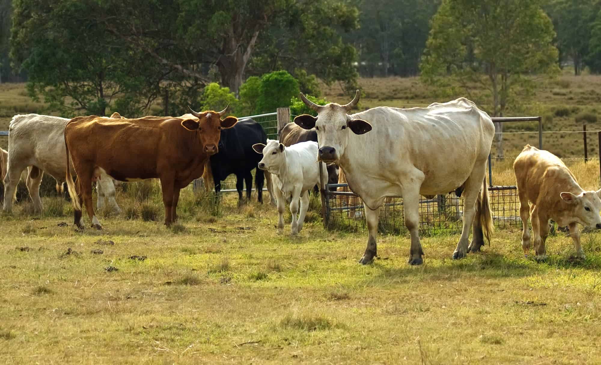 Roma Saleyard Report 21 Nov 2023 Positive Market Trends Triton News