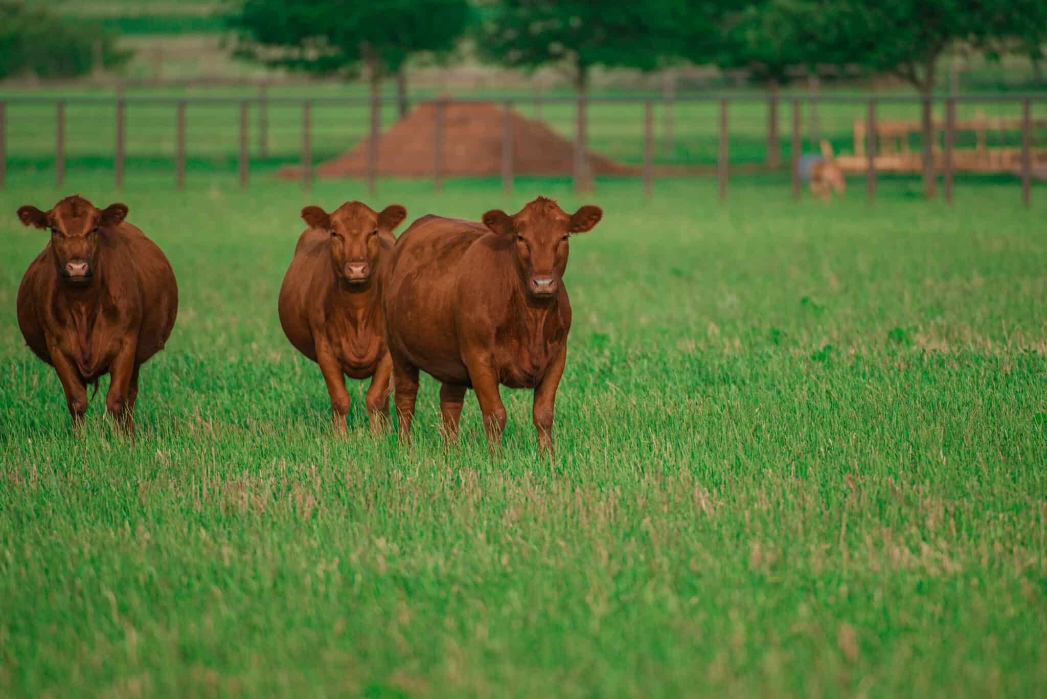 2023-q3-a-pivotal-period-for-australian-cattle-and-sheep-industries