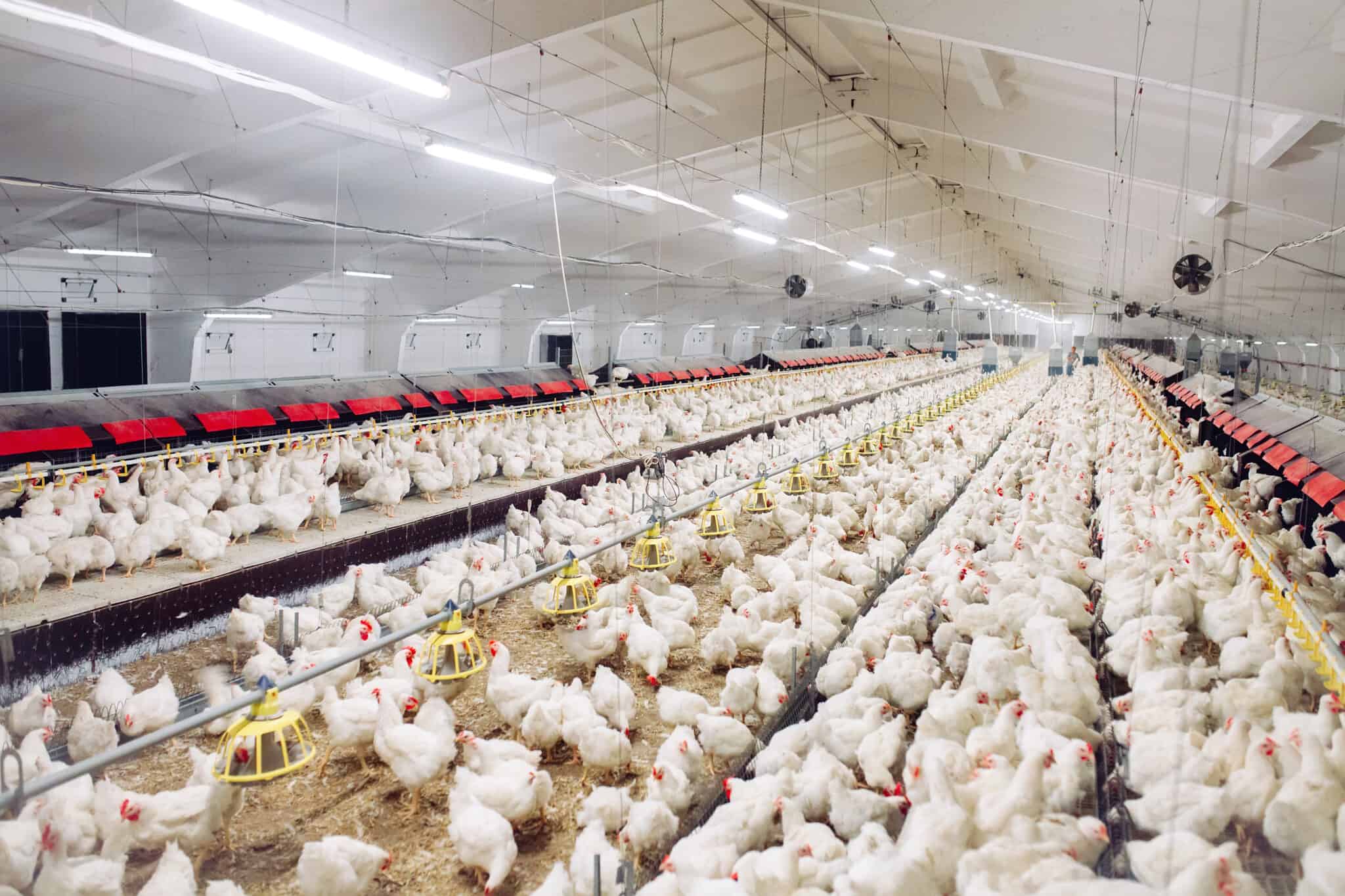 USDA Report Indicates Adjustments in Meat and Poultry Production