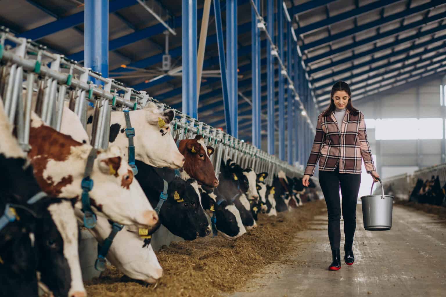 New Zealand Anticipates Revival of Live Animal Exports with Enhanced