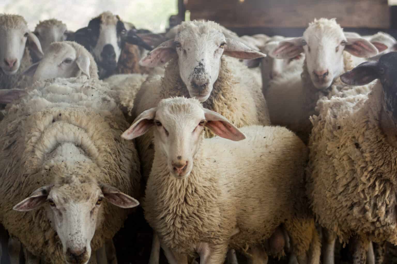 Navigating Challenges in New Zealand's Sheep and Beef Sector - Triton News