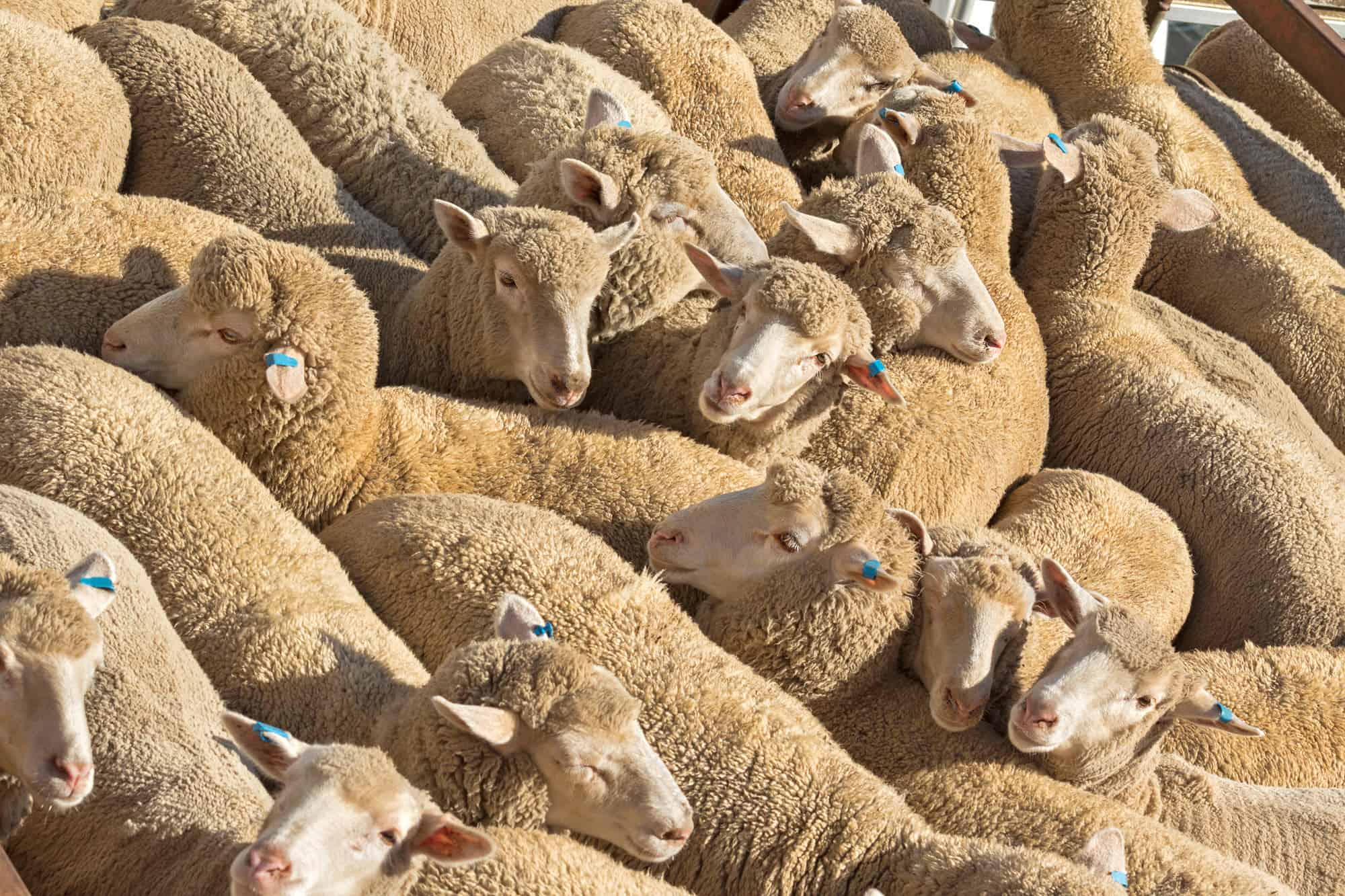 Forbes and Ballarat Saleyards Report A Surge in Sheep and Lamb Yarding