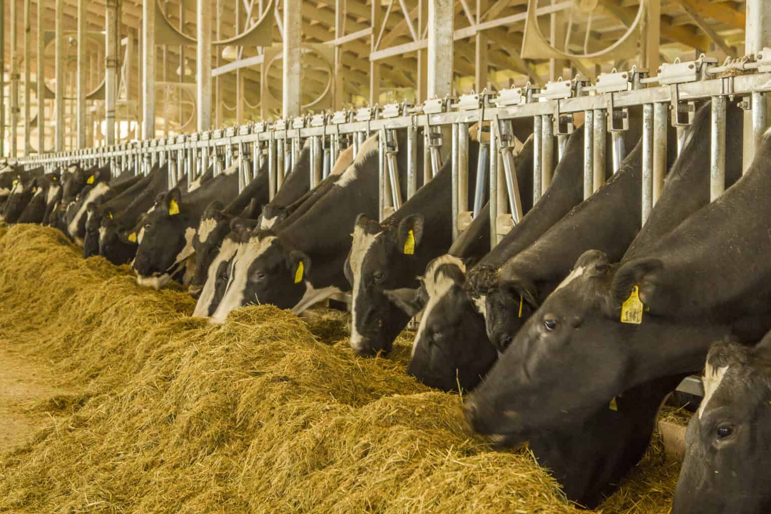 Pressures on Feeder Cattle Prices Continue Triton News